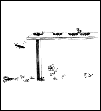 Zur Knobelecke &ndash; Ameisenparade (Katrin Stoll)